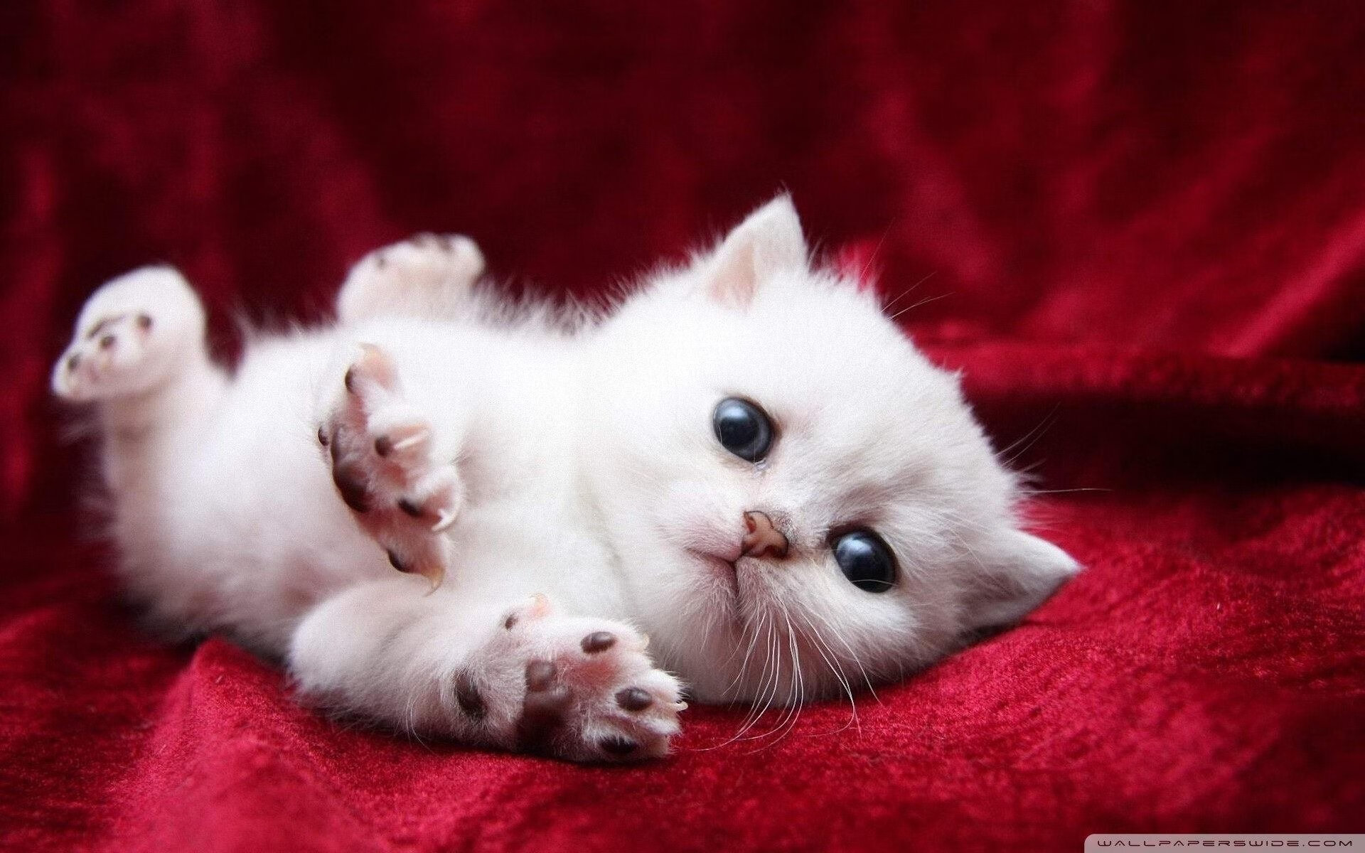 开云·体育官网-_世界杯足球赛：爆冷门不断引发热议_，世界杯爆冷赛事