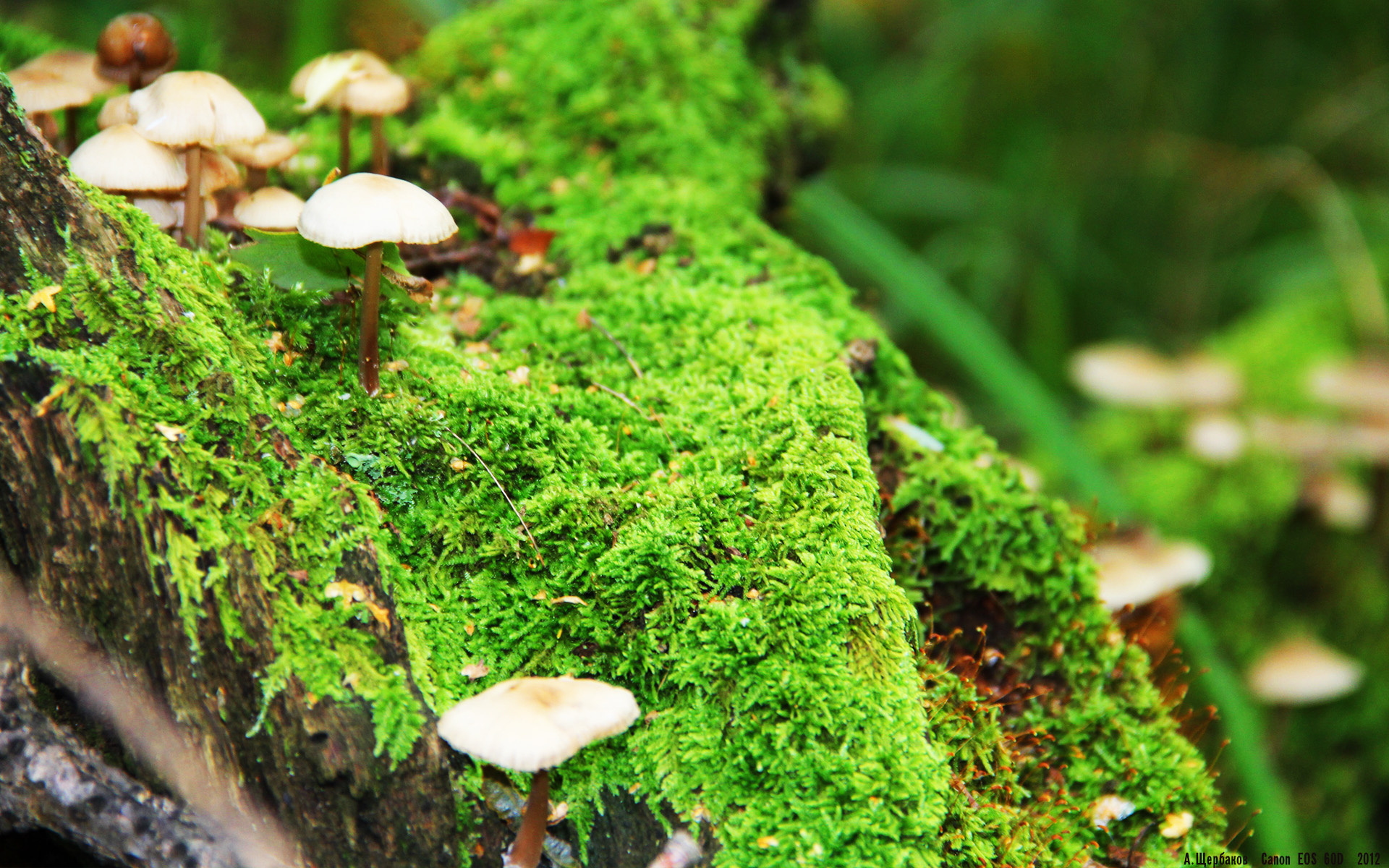 开云官方-_全球趣味障碍跑：释放激情，挑战自我_，趣味障碍赛的比赛技巧