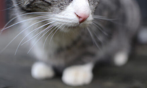 开云下载-“篮球梦想家”青少年创新创业大赛在上海开赛，助推青训产业发展