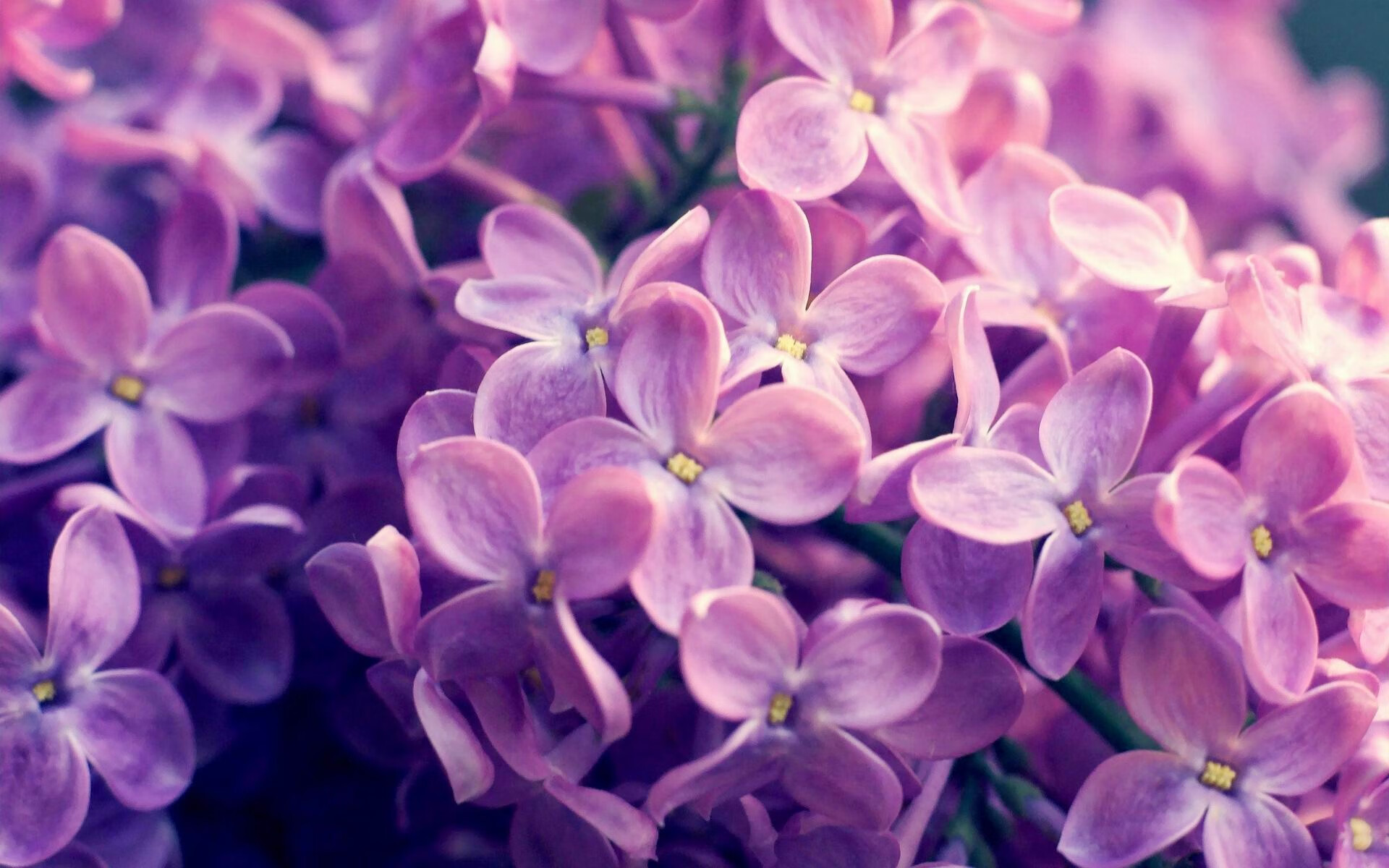 开云官网-“英超战火不断，夺冠队伍展开新一轮角逐”，英超争冠