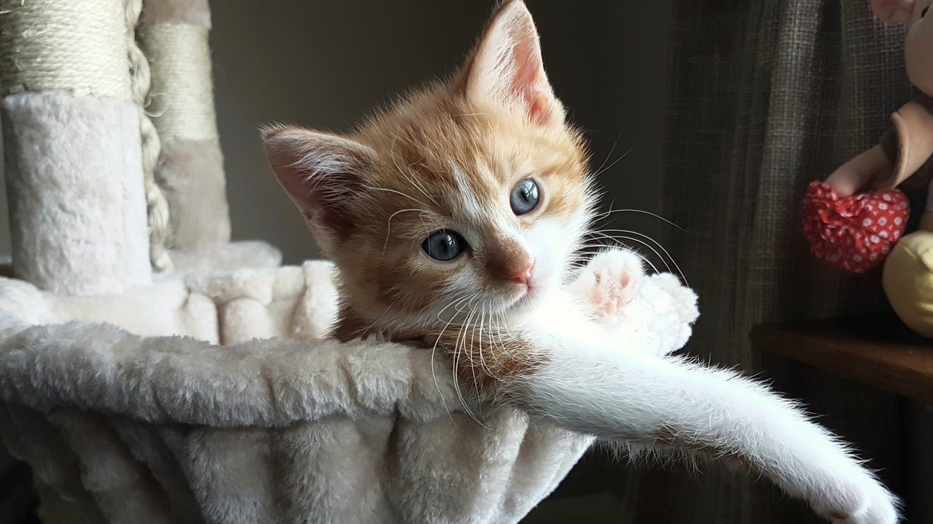 开云平台-“英超豪门大比拼：争夺榜首引发关注”，英超十大豪门球队