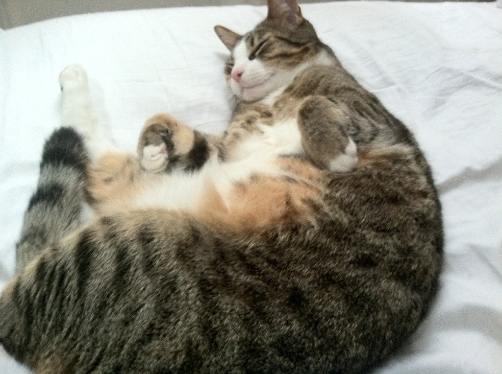 开云·Kaiyun网页版-“足球志愿者服务队伍火焰熊熊，助力赛事顺利进行”，足球比赛志愿者需要干什么