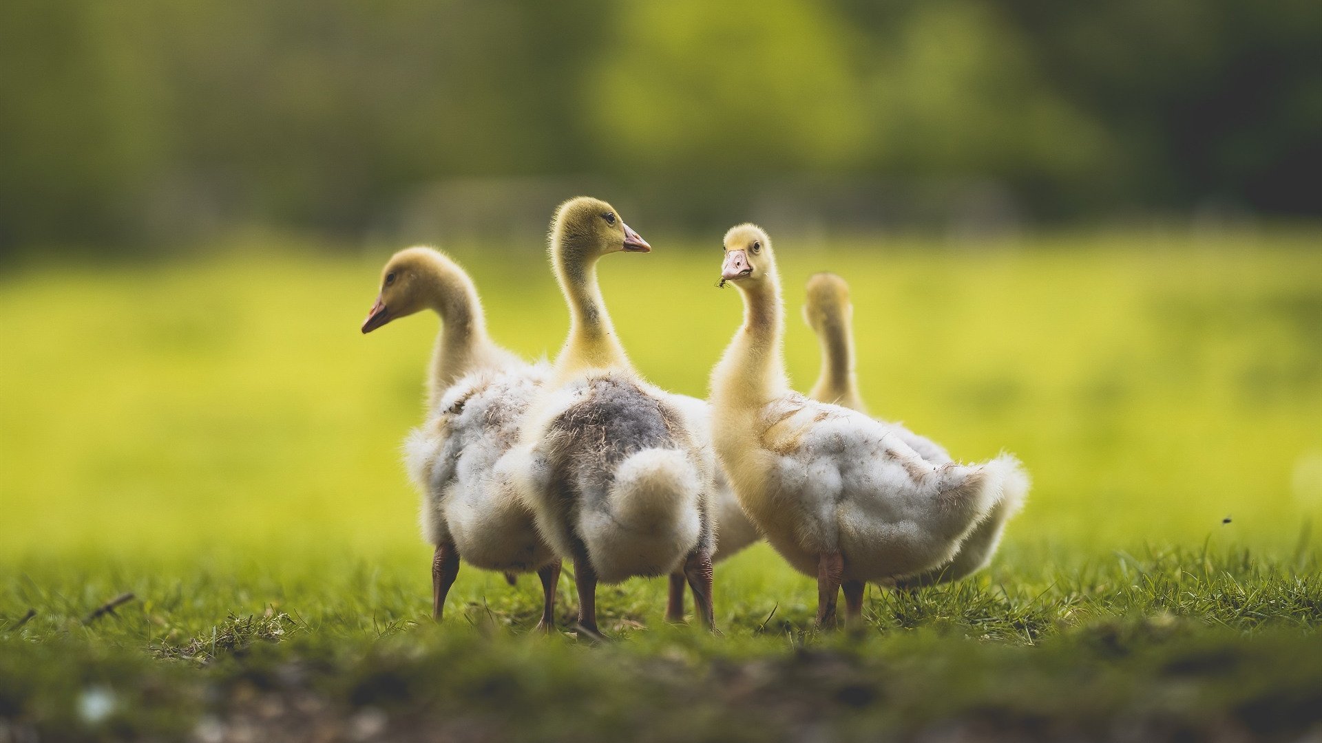 开云·体育官方网站入口-中超俱乐部加大青训投入，锁定未来之星，中超俱乐部青训梯队