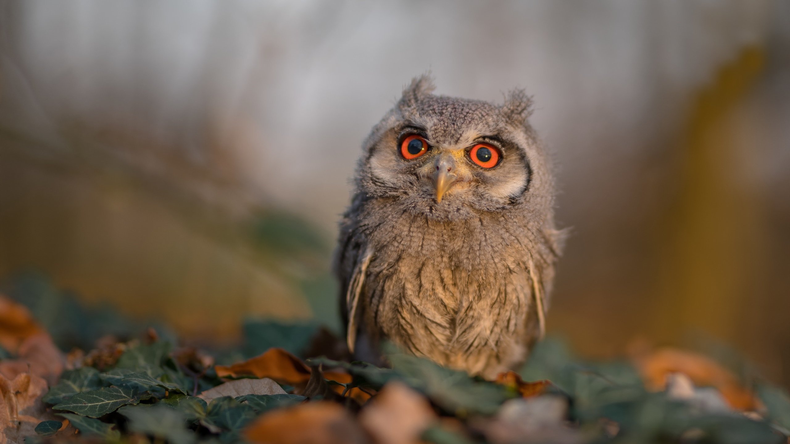 开云官网登录-尤文图斯防线表现稳健，尤文图斯战术体系