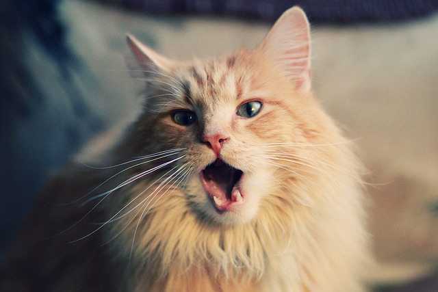 开云网页版-职业篮球俱乐部财务管理规范，篮球俱乐部制度