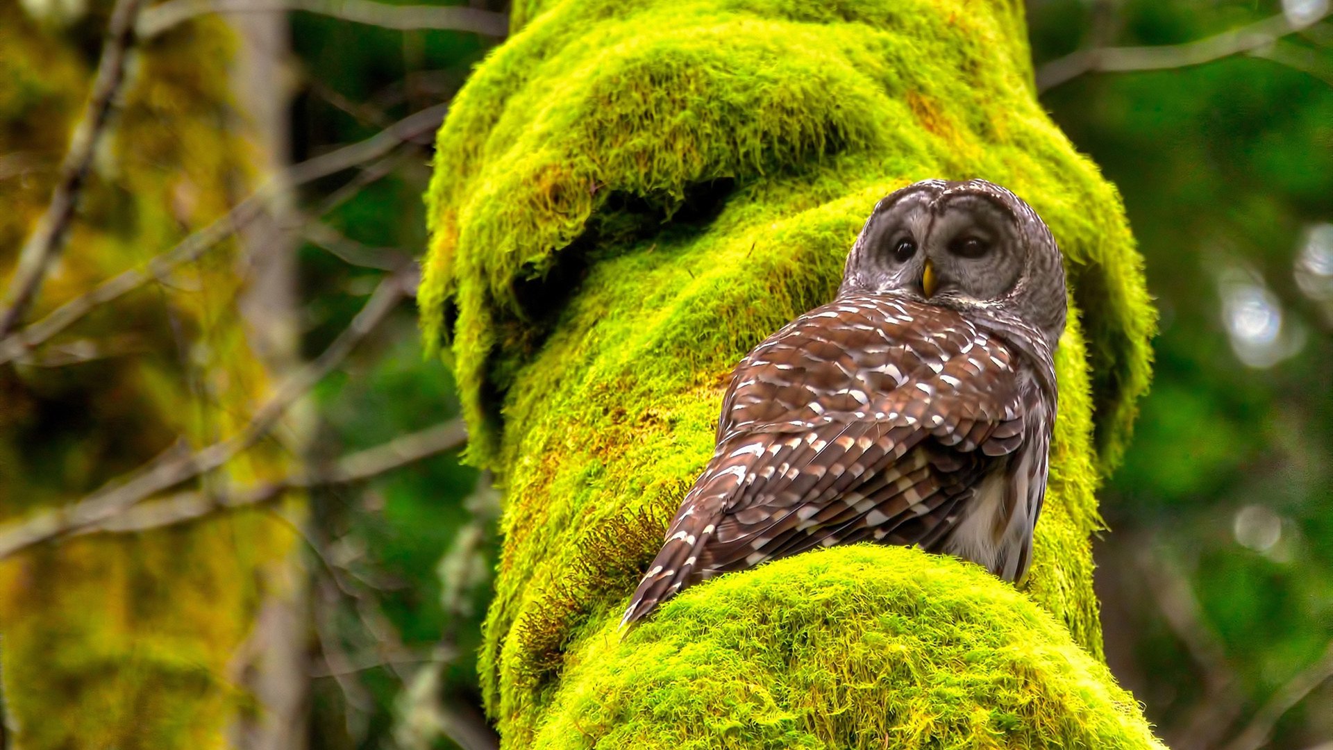 开云官网首页-奥林匹克博览会开幕 展出百年体坛珍贵史料，2020奥林匹克博览会