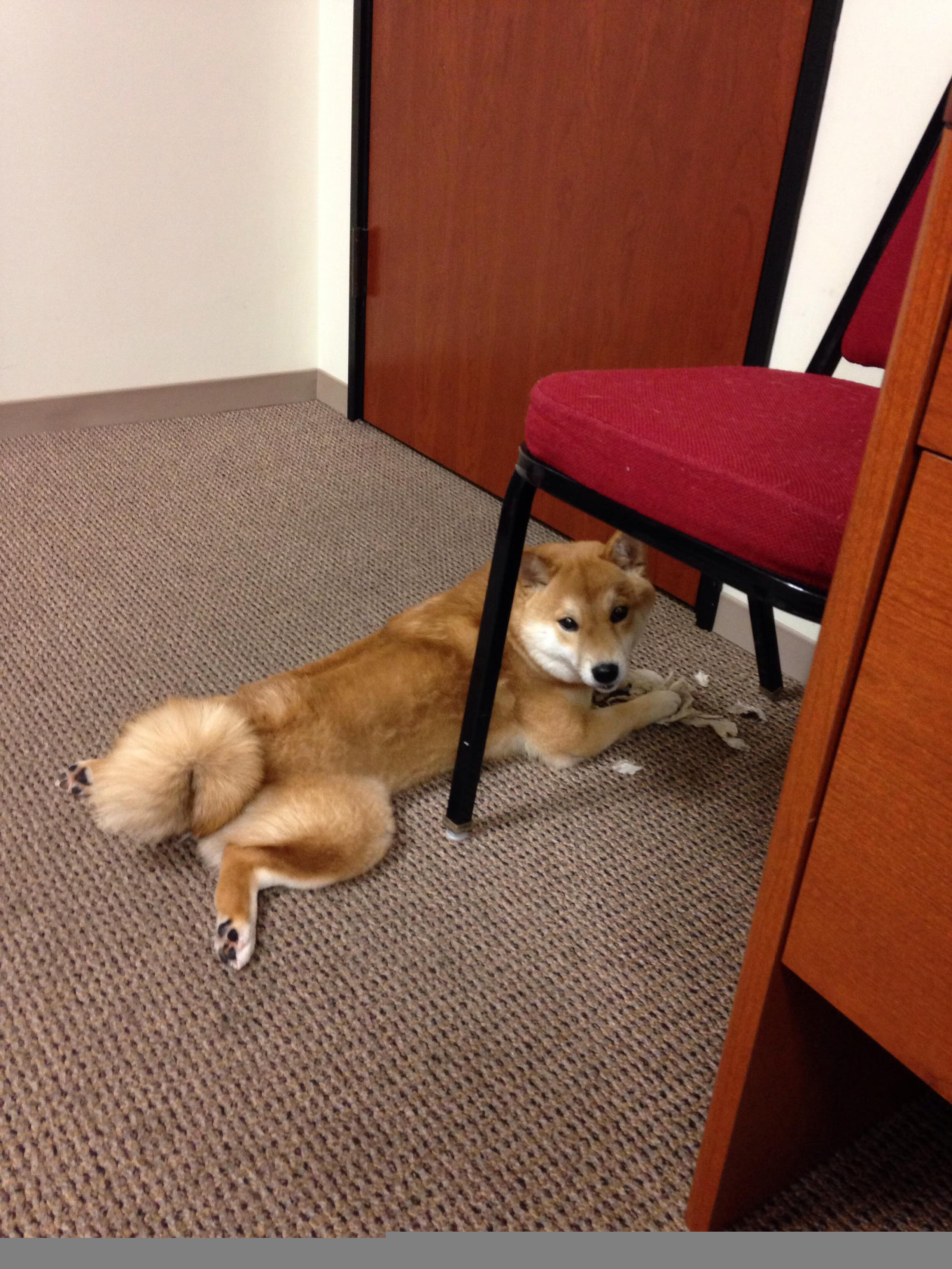 开云kaiyun-德国队重组阵容，备战下届国际大赛，德国队 阵容