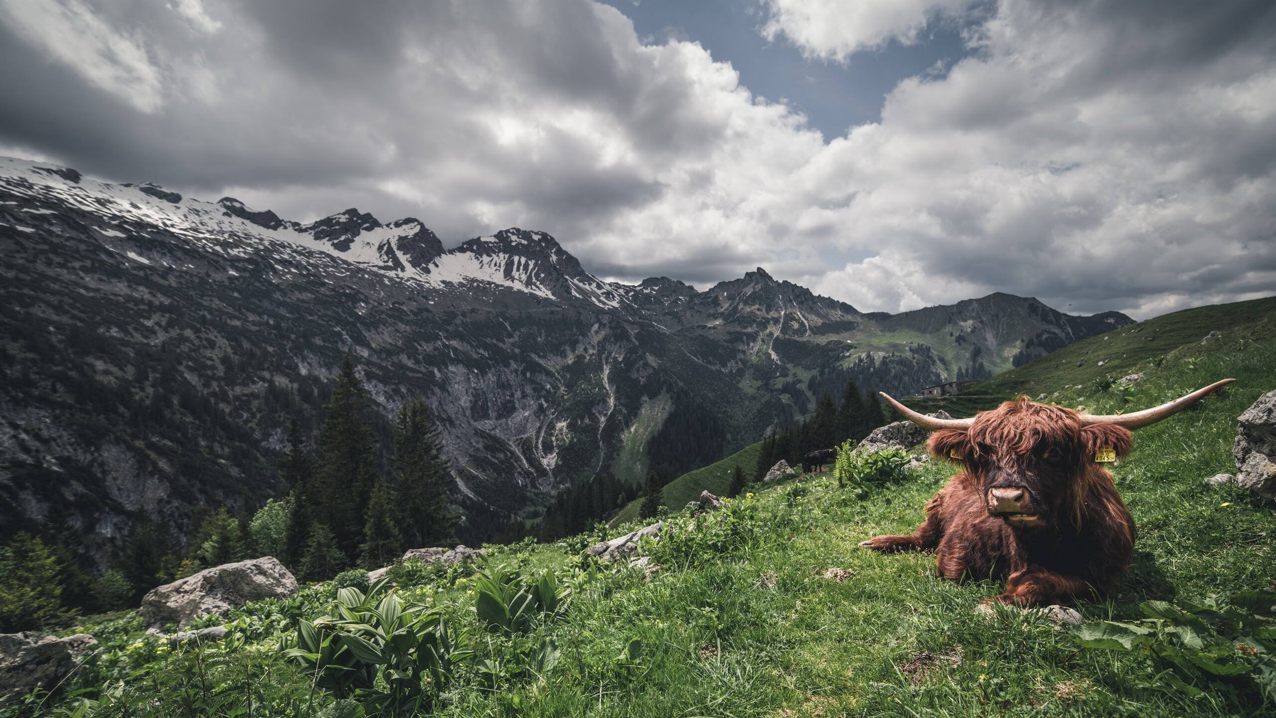 开云下载-战术应变速度快面对变化迅速调整确保比赛节奏维持在优势端，战术的应用过程较量是战术的理论知识的掌握