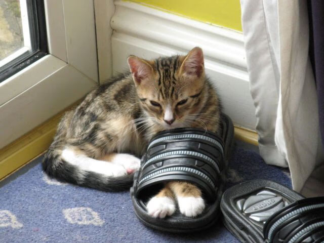 开云官网入口-虚拟现实足球比赛模拟场景，让青少年体验“未来战场”